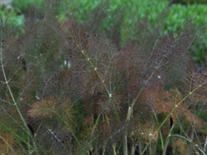 Vivers Càrex - Foeniculum vulgare 'Purpureum'